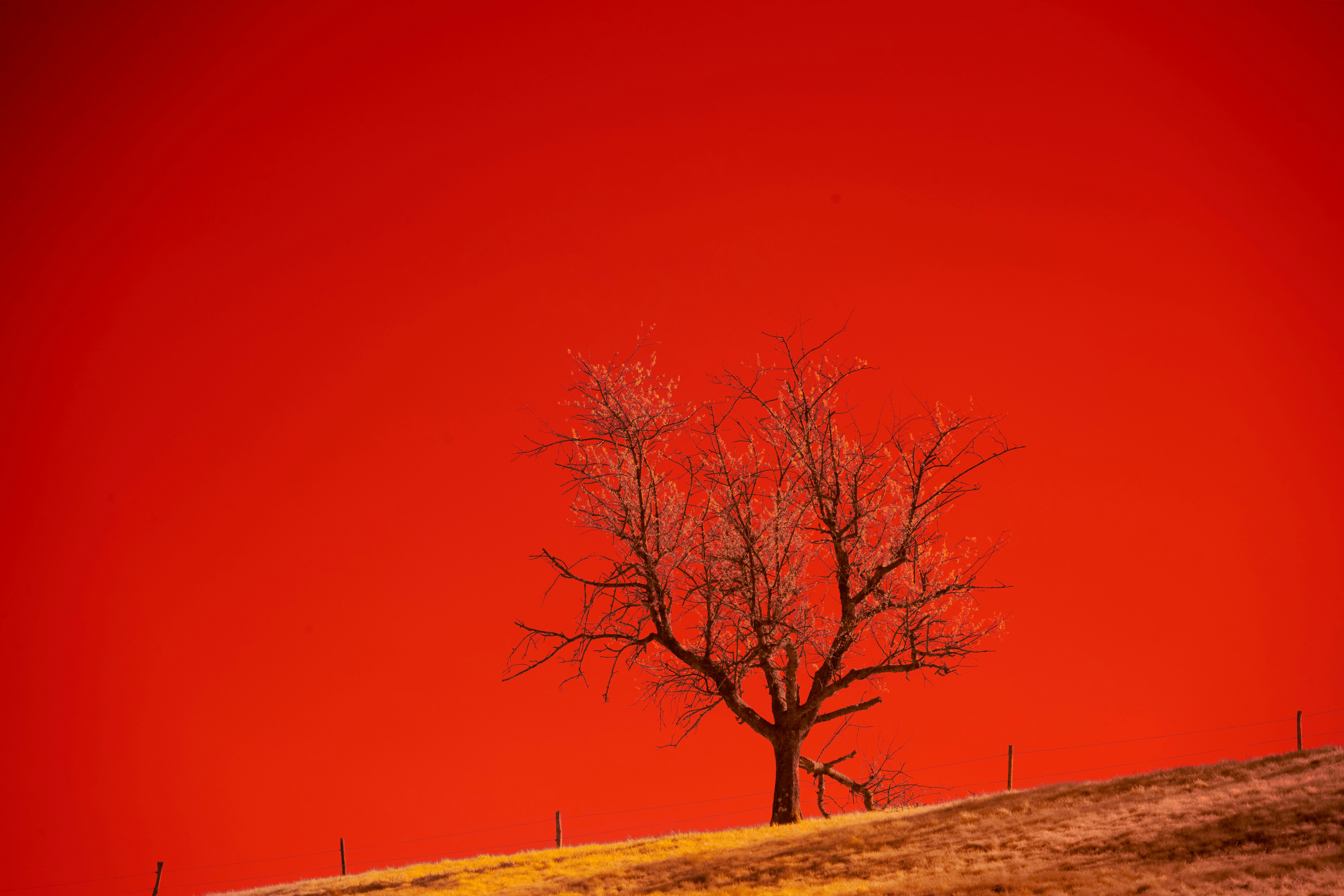 Photo by wolfgang_hasselmann