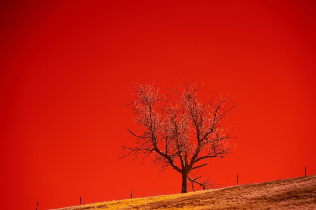 bare tree under orange sky