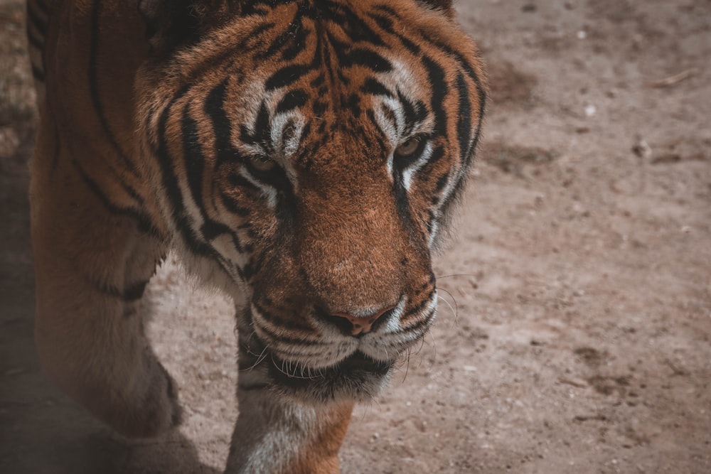 brown and black tiger on brown sand during daytime