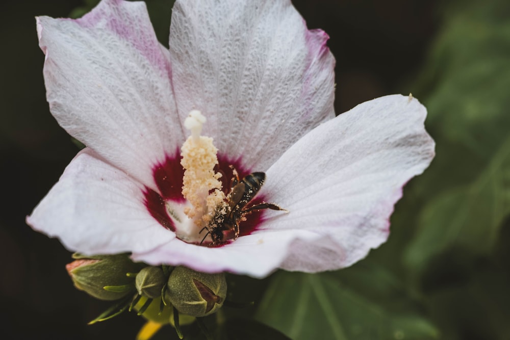 white and pink flower with bee