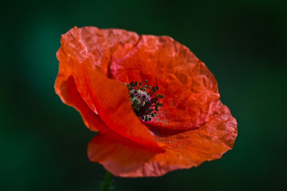 orange poppy in bloom close up photo