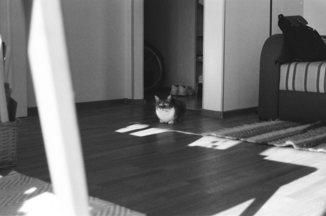 grayscale photo of cat on floor