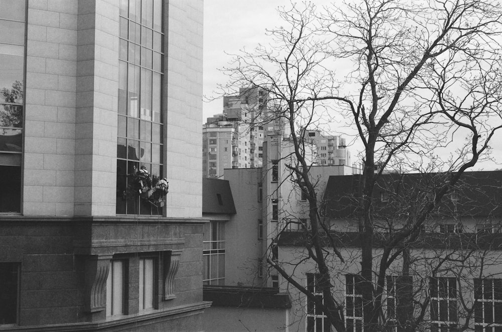 bare tree near high rise building