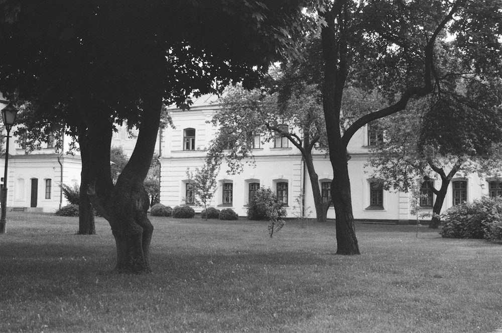 grayscale photo of tree near house