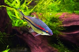 blue and white fish in water