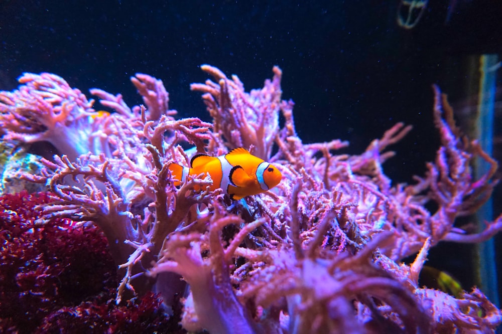 yellow and white clown fish on coral reef