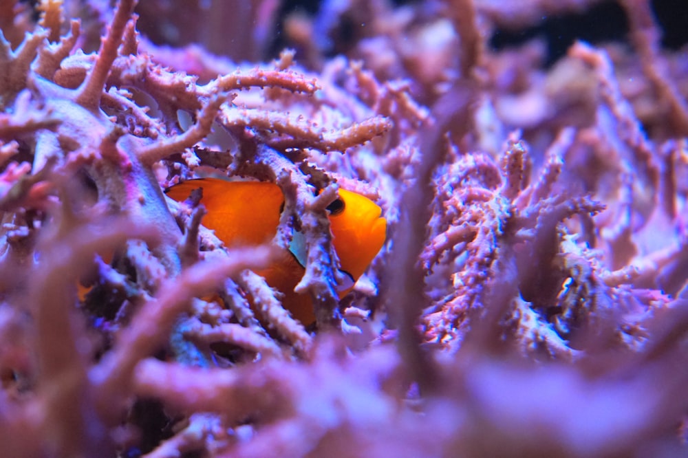 orange and white fish in water