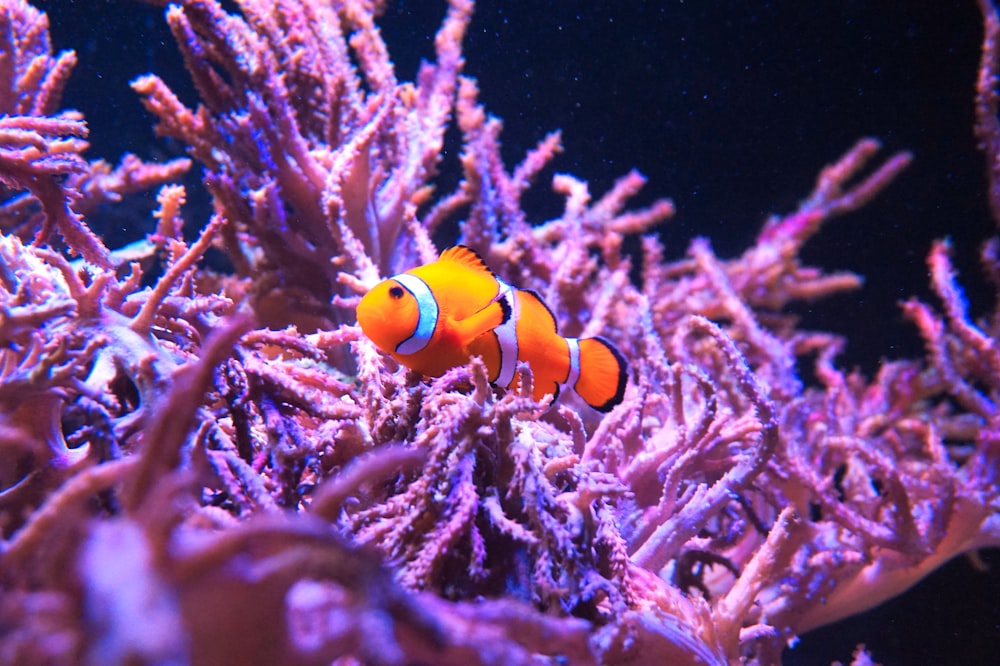 orange and white clown fish