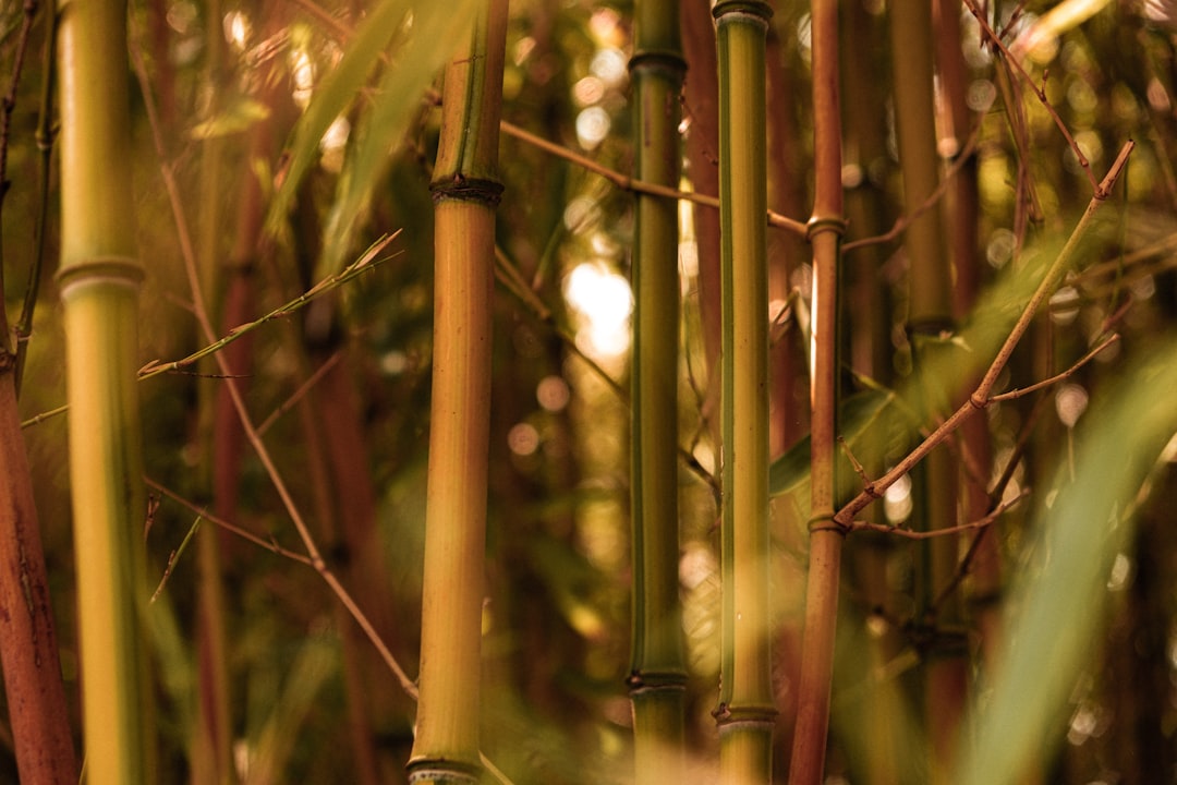 green bamboo stick in close up photography