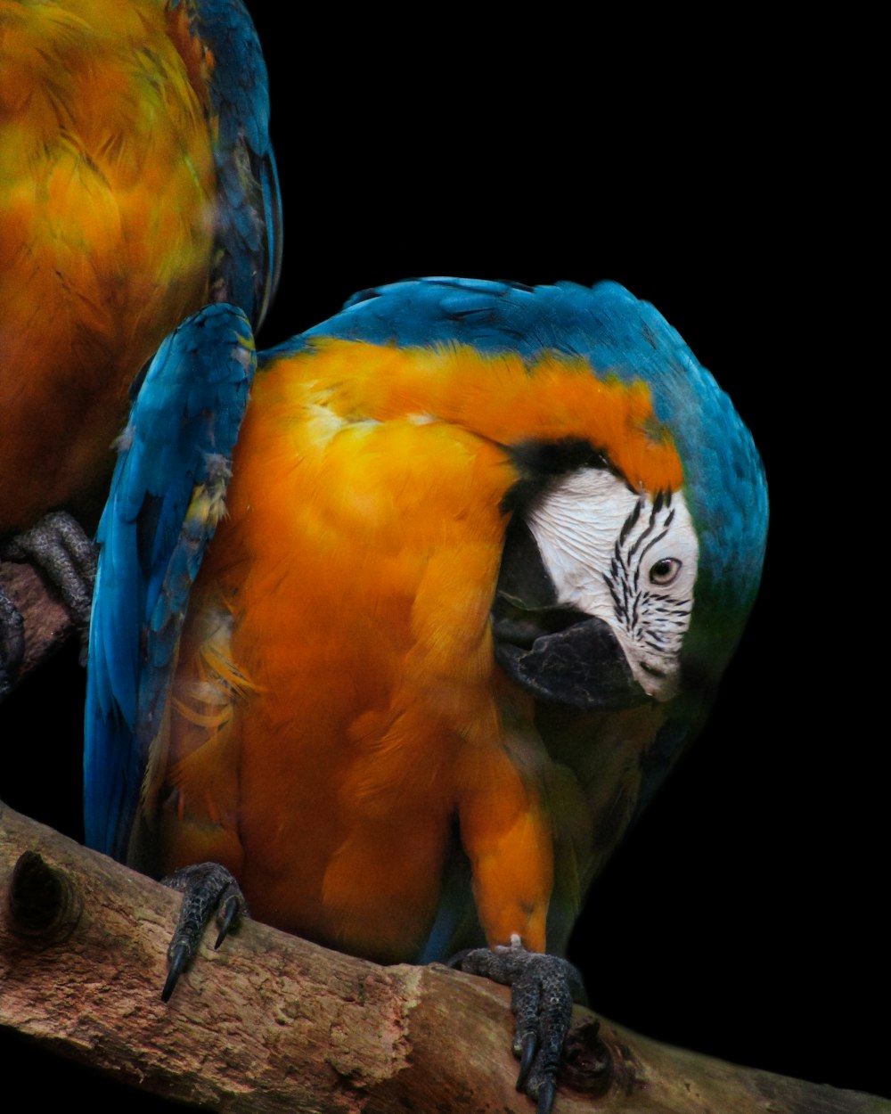 blue yellow and orange macaw