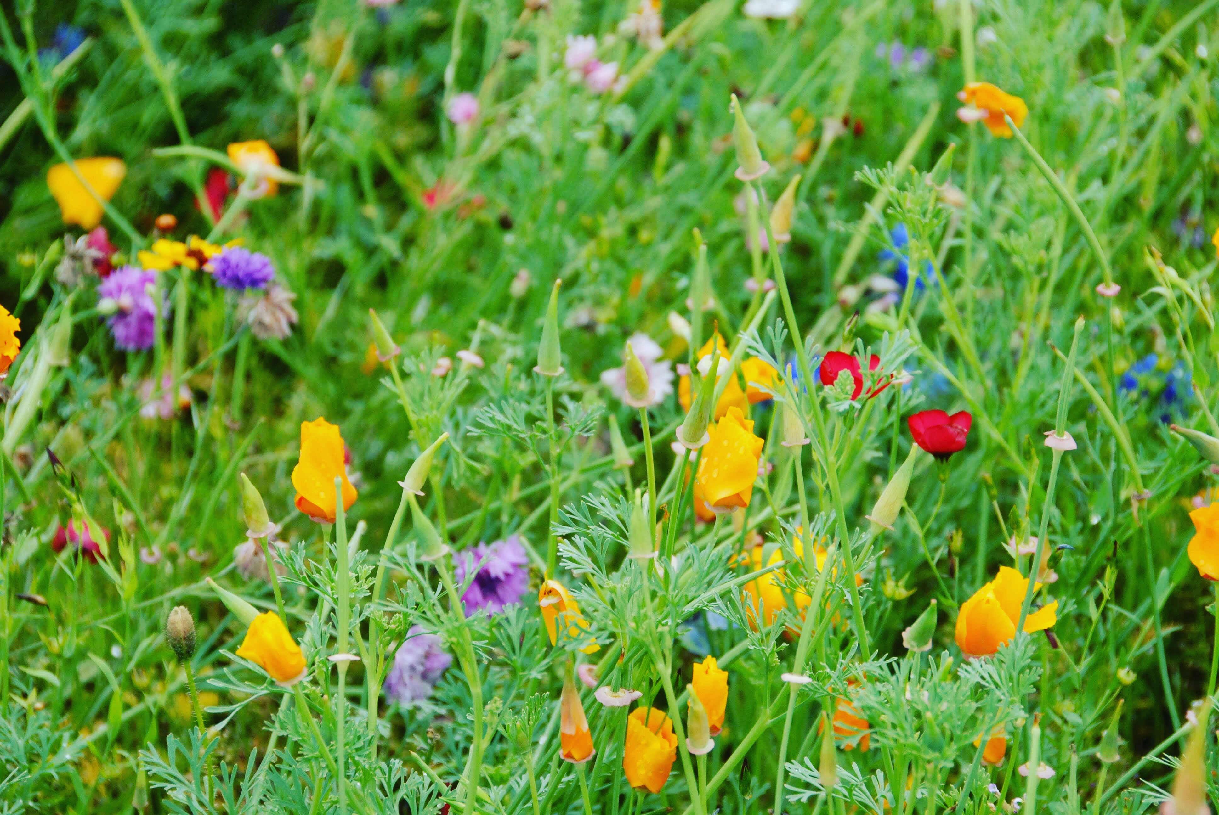 Photo by radicehornephotography