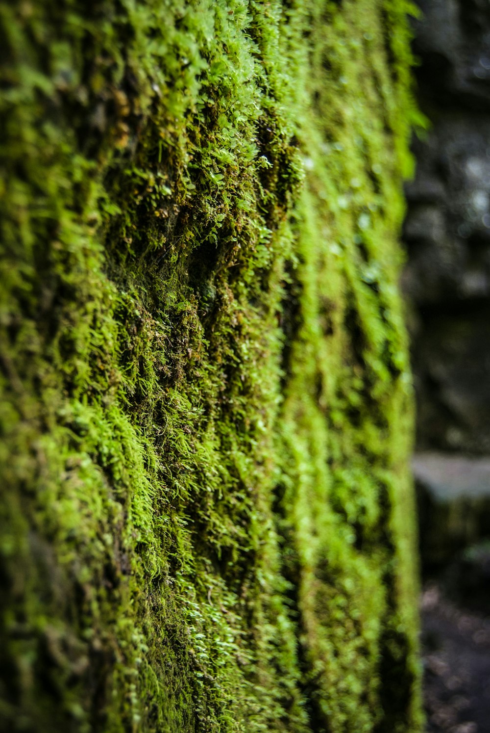 灰色のコンクリートの壁に緑の苔