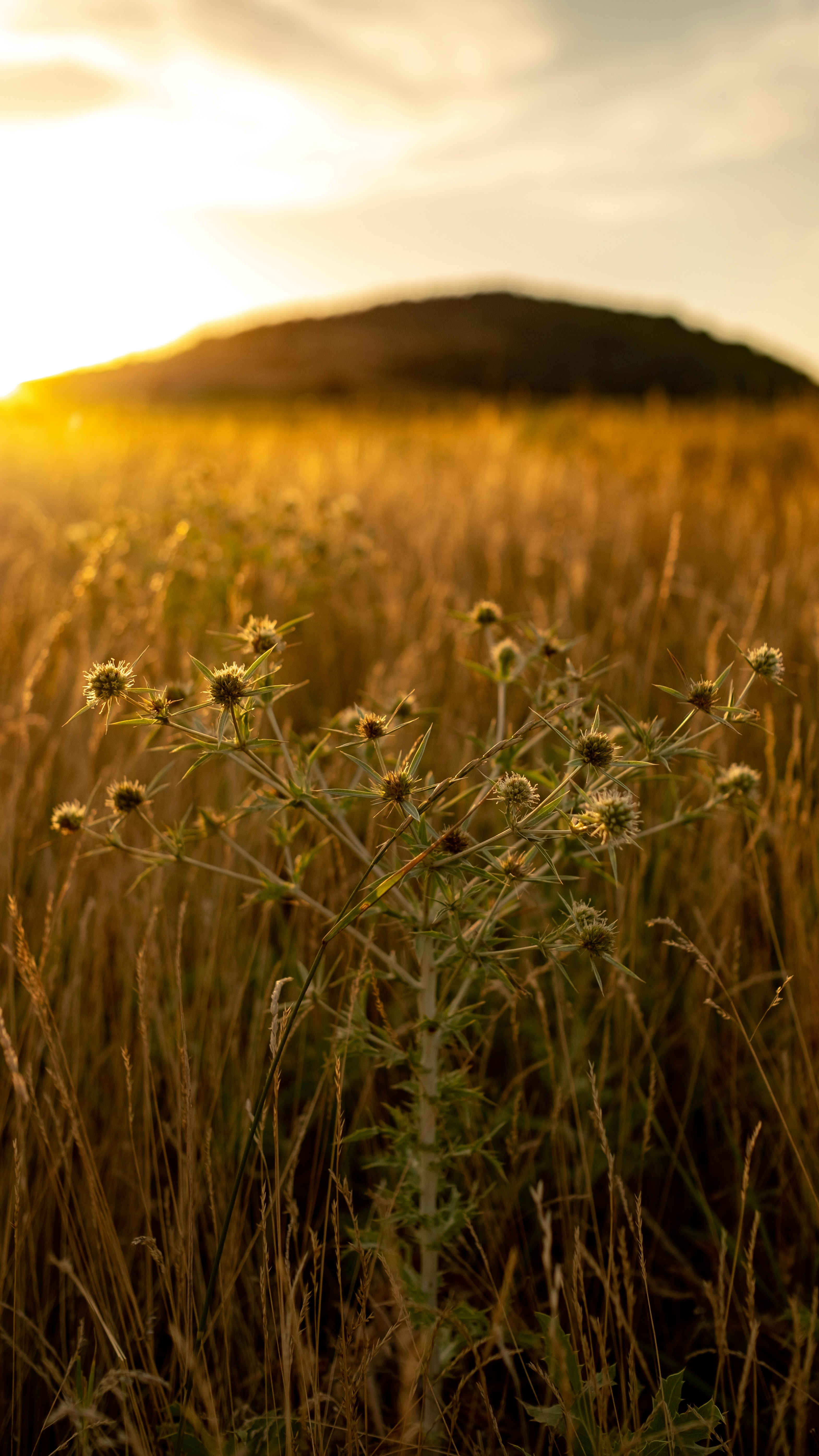 Rye Park, New South Wales