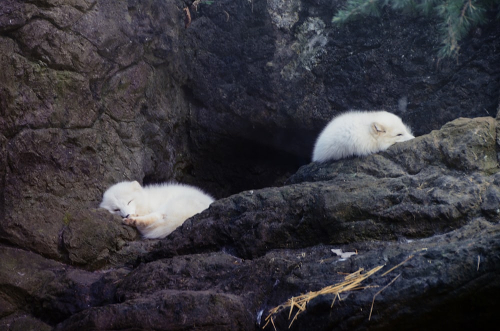 chat blanc à longue fourrure sur de l’herbe séchée brune