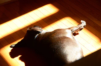 Cozy dog resting happily in a sunlit room of a countryside kennel.
