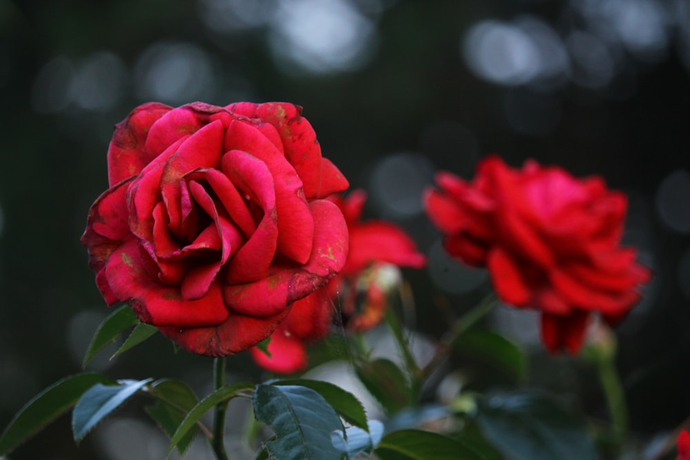 red rose in bloom during daytime