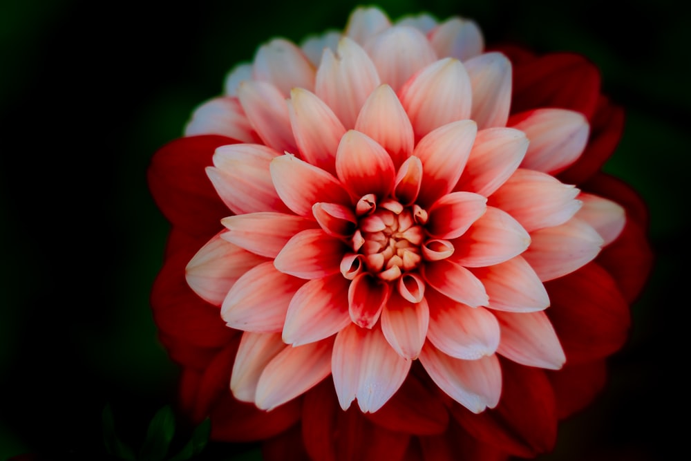 pink and white flower in close up photography