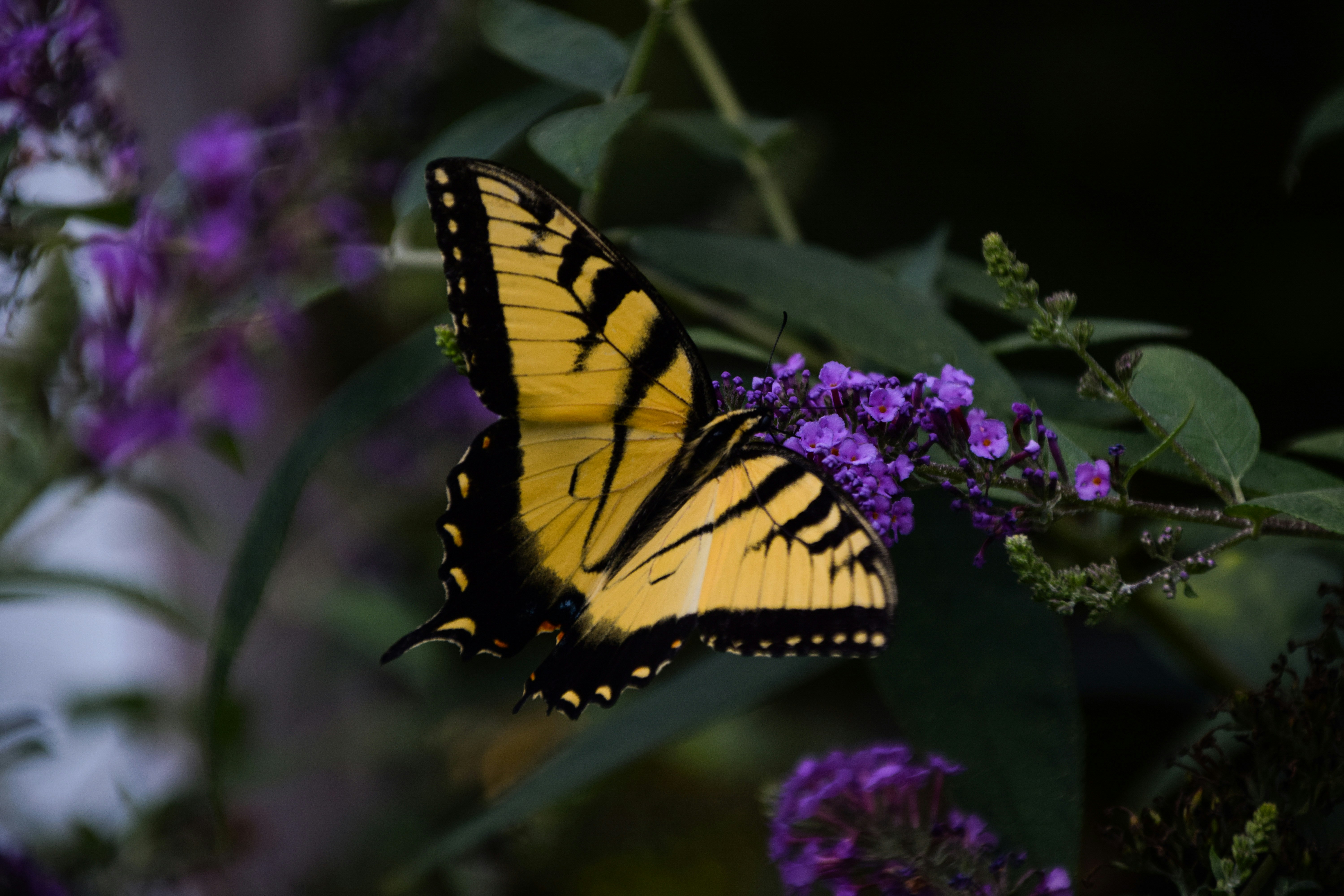 Photo by bwatsonphotos