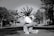 A person is kneeling on a street with their hair styled in long, distinct dreadlocks that are fanned out dramatically in the air. The scene is set outdoors in a somewhat urban environment with trees and a few people in the background. The image is in black and white, adding a classic and timeless feel.