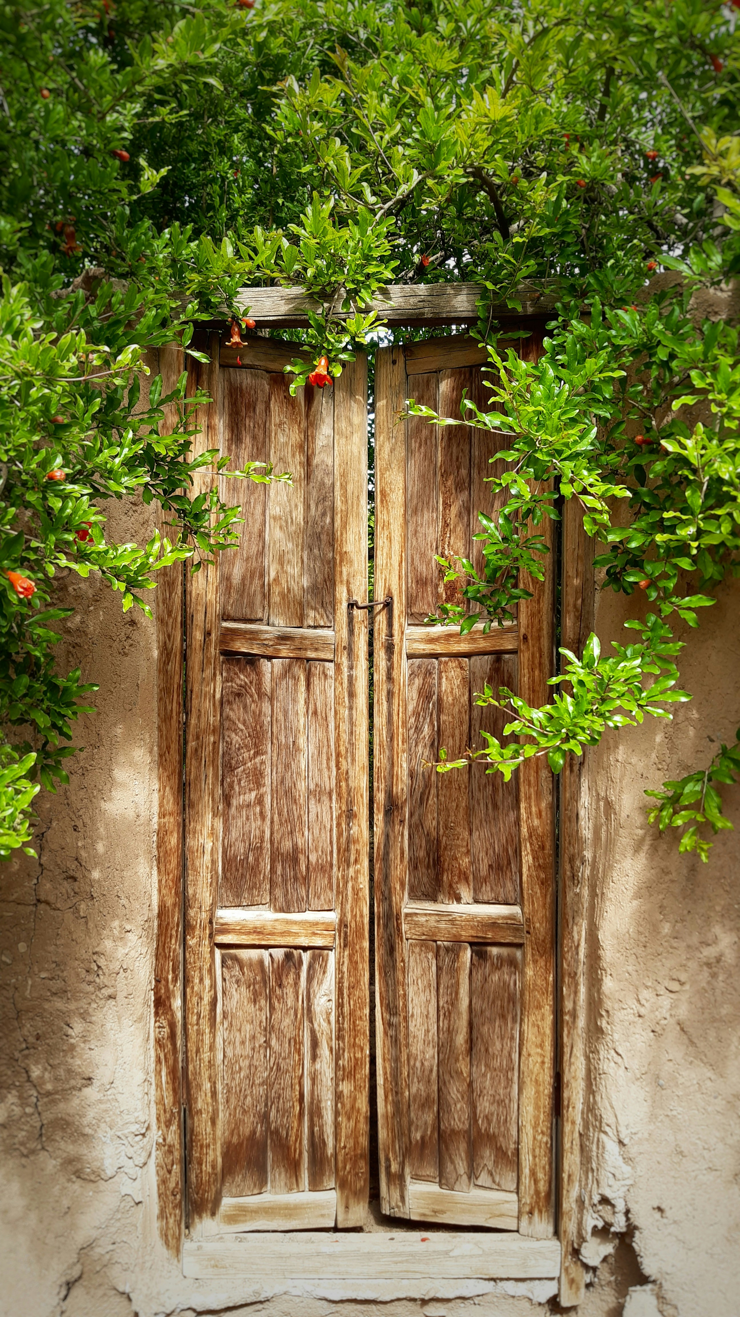 緑の植物と茶色の木製ドアの写真 Unsplashで見つけるイランの無料写真