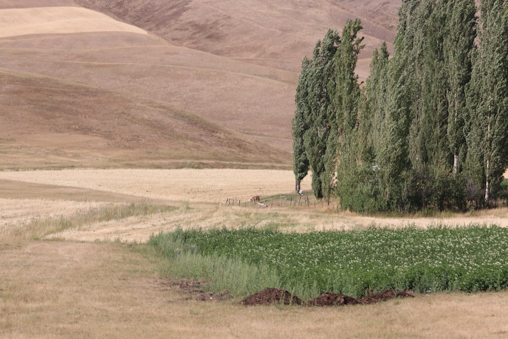 green trees on brown field during daytime