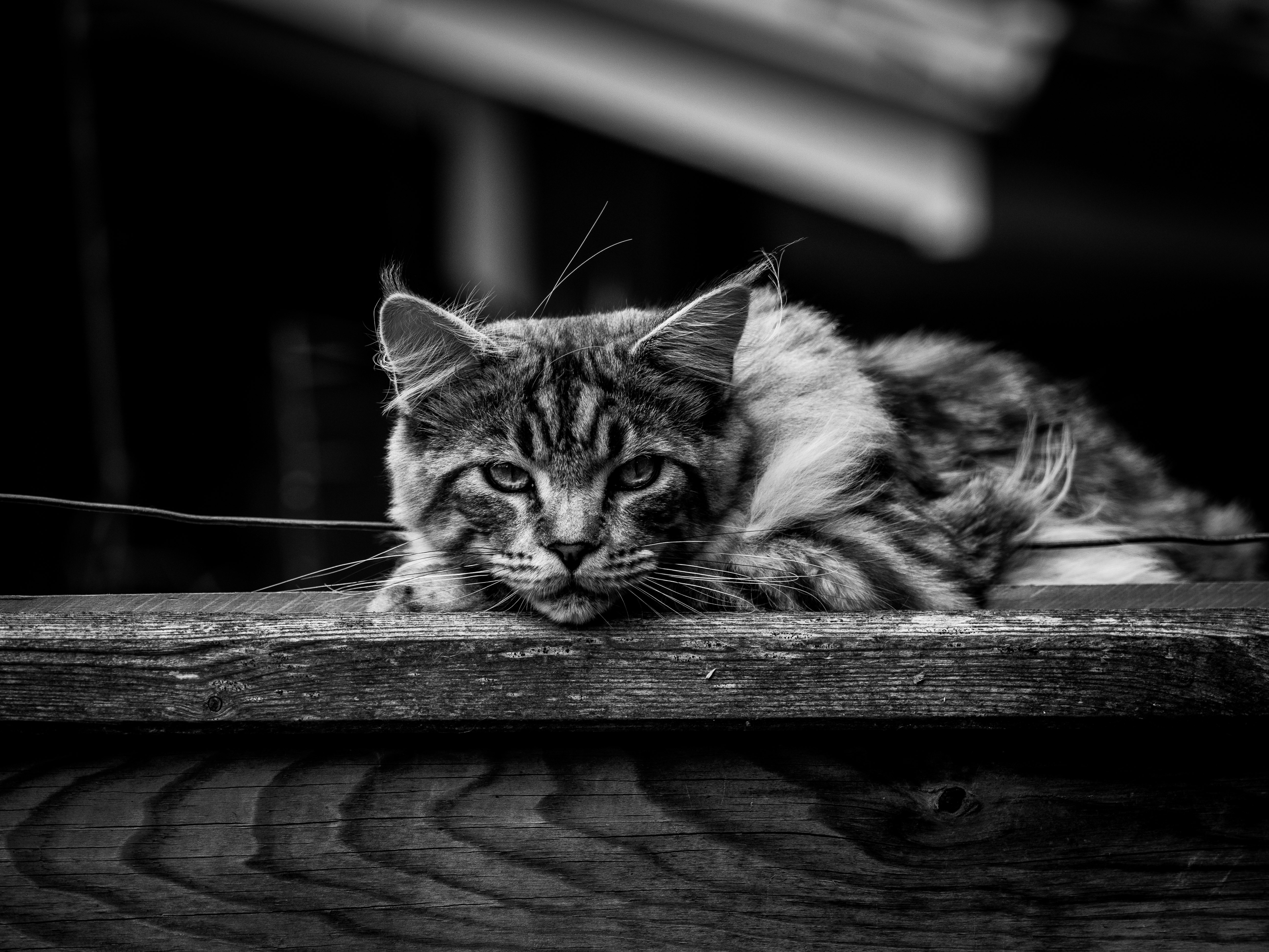 grayscale photo of tabby cat