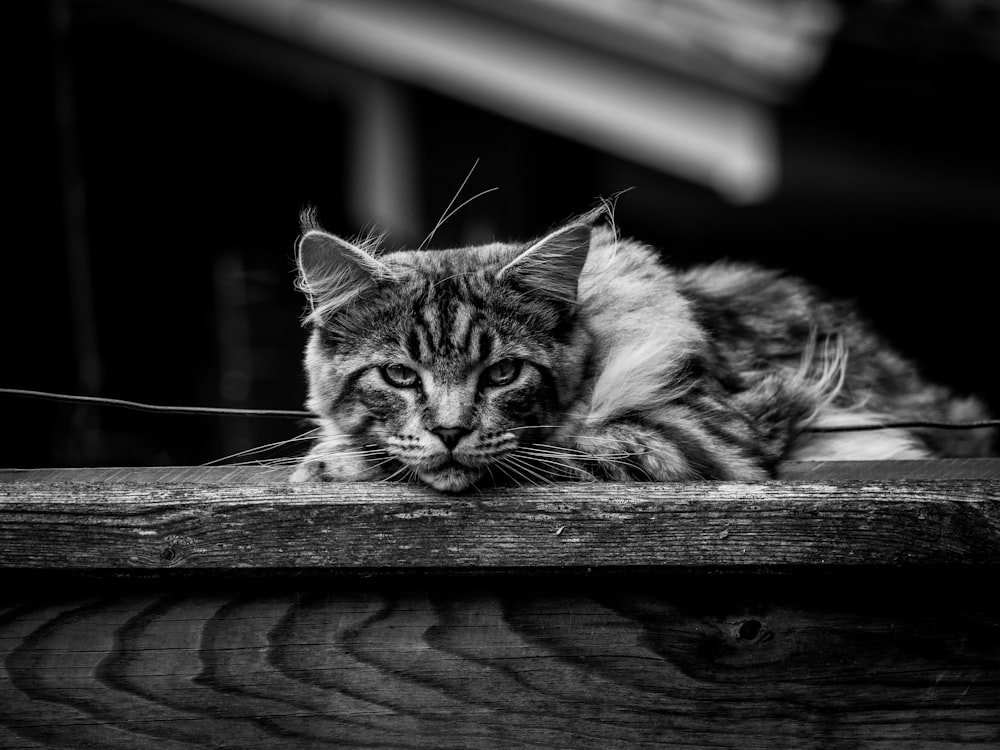 grayscale photo of tabby cat