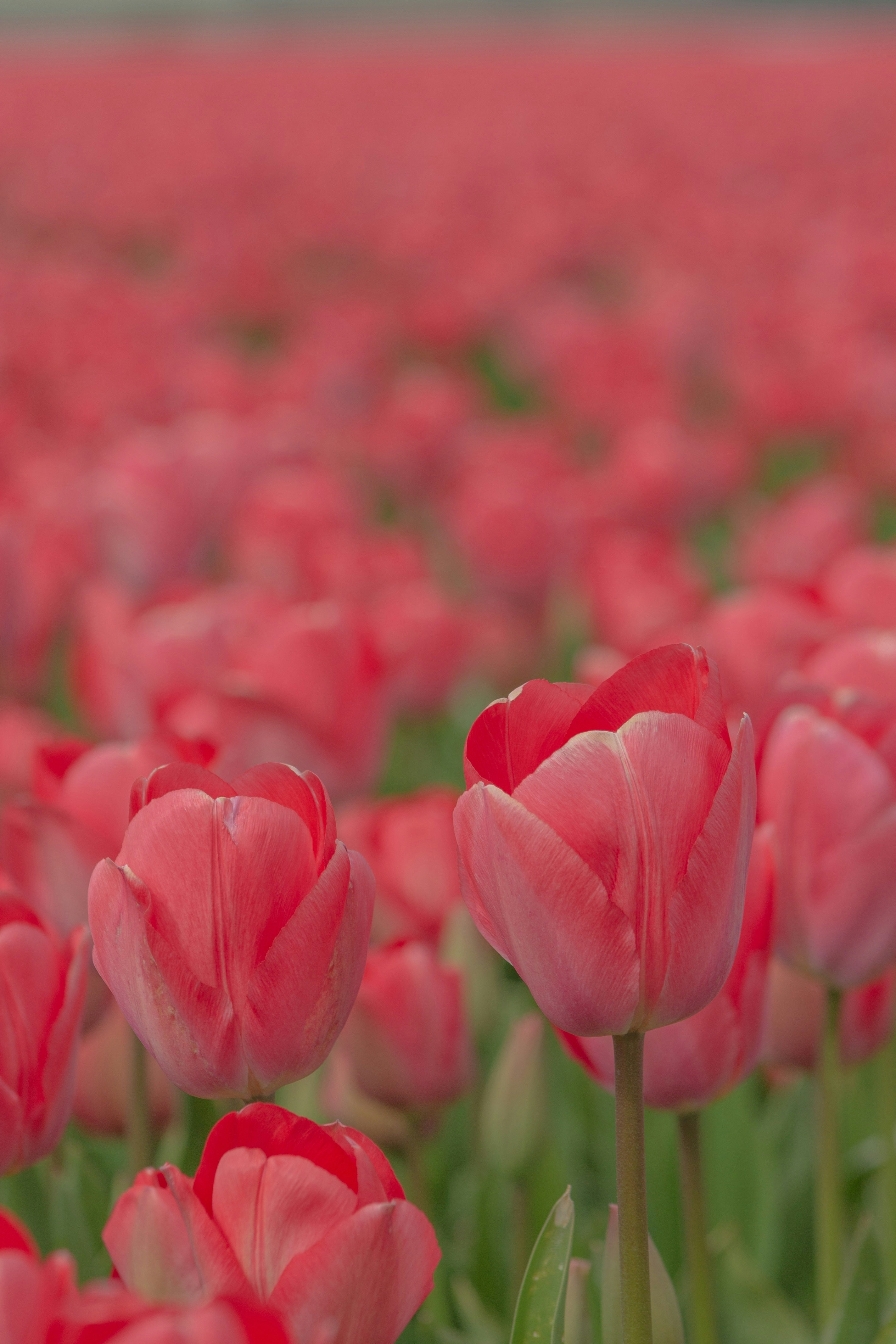 Photo by xmichellestendert