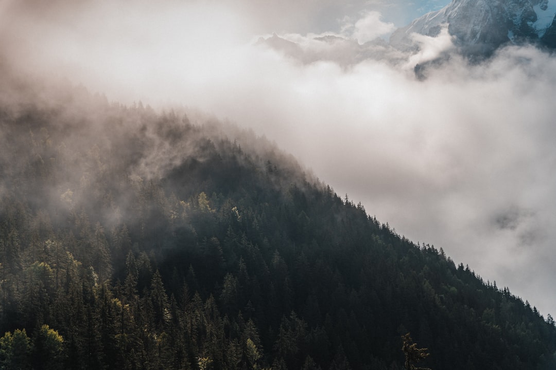 green trees on mountain under white clouds