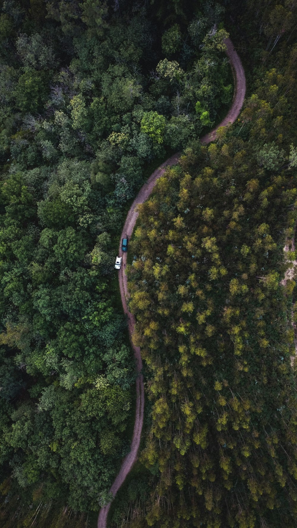 aerial view of green trees and road