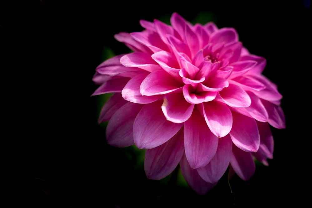 pink flower in black background photo – Free Dahlia Image on Unsplash
