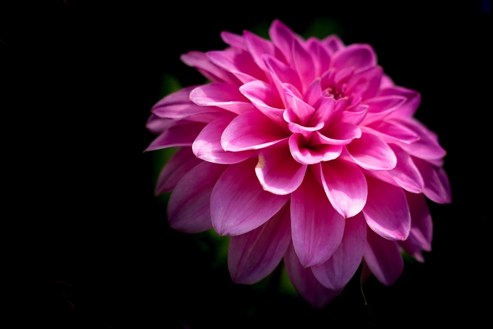 pink flower in black background