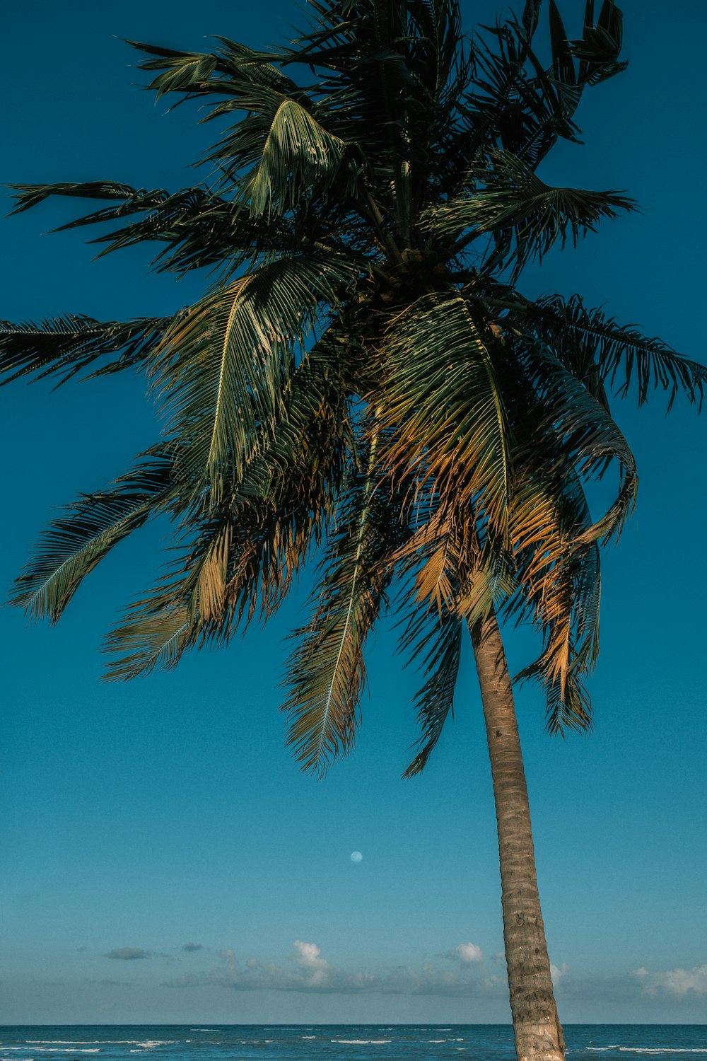 green palm tree under blue sky during daytime