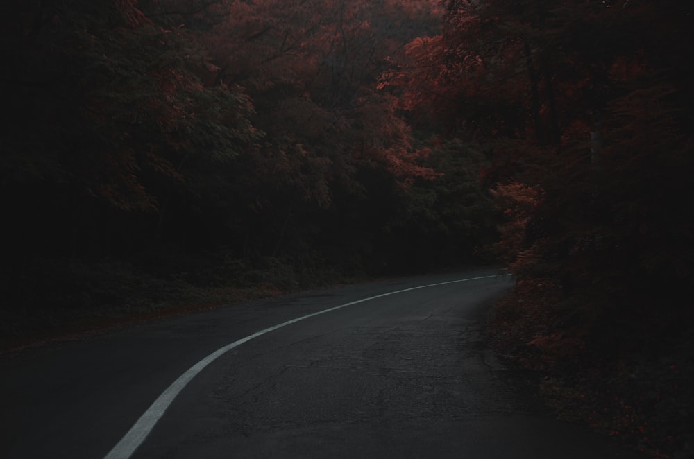 an empty road in the middle of a forest