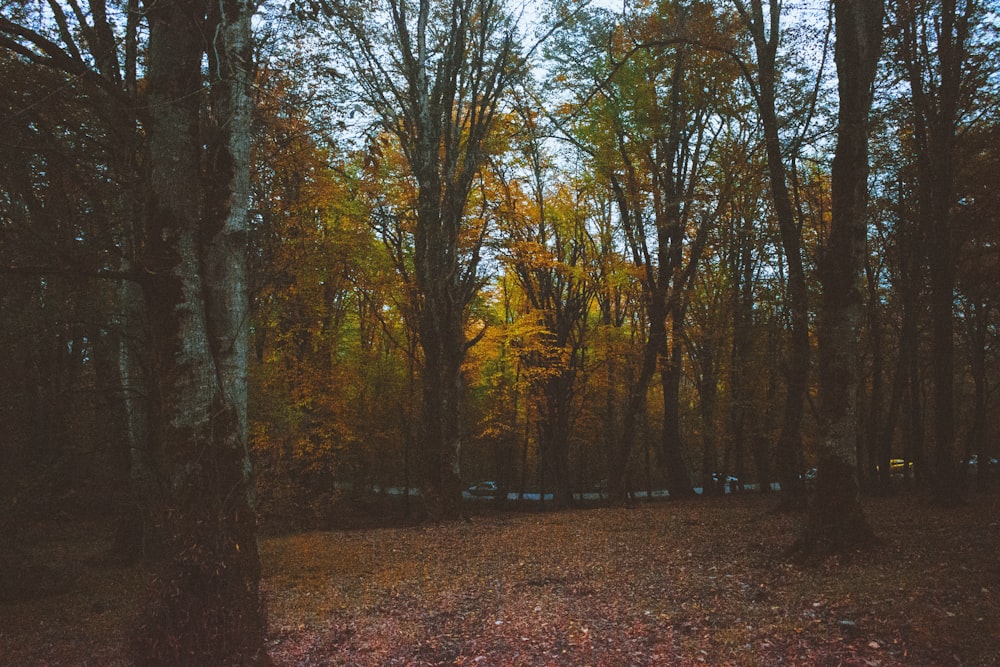 a forest filled with lots of trees covered in leaves