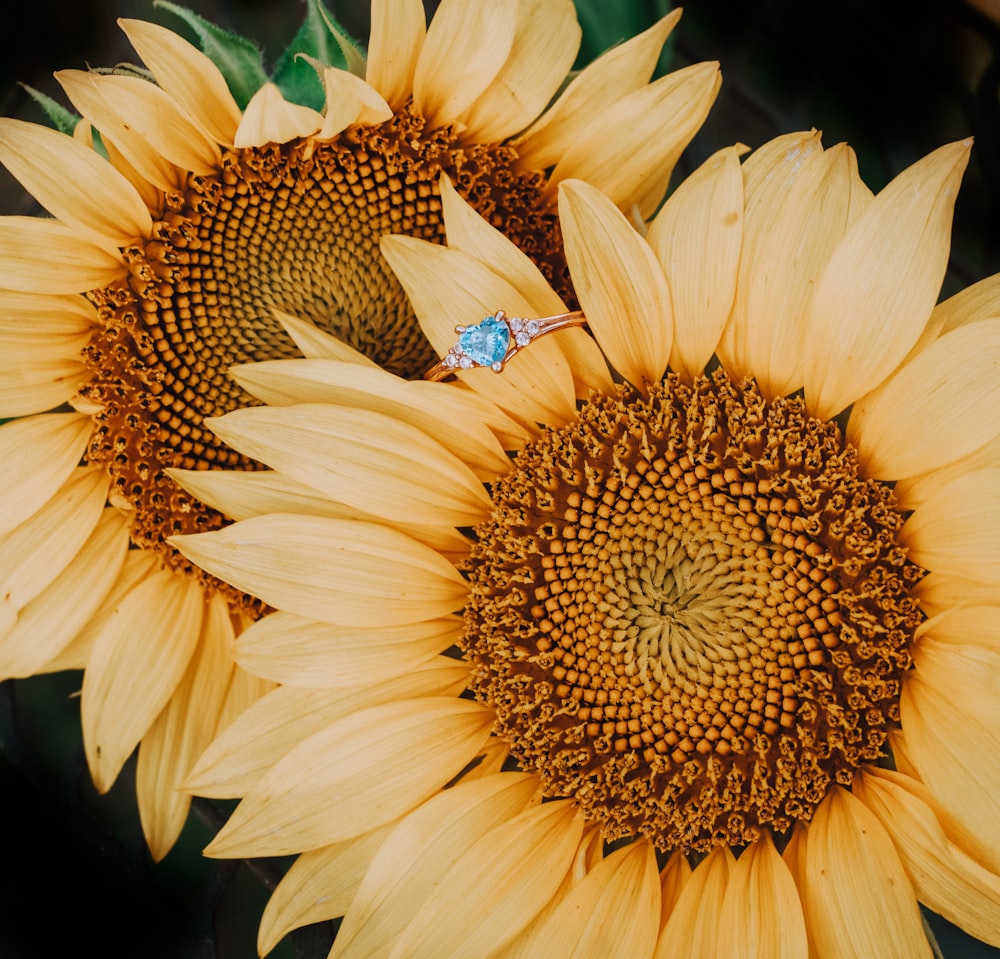 brown and black butterfly on yellow sunflower