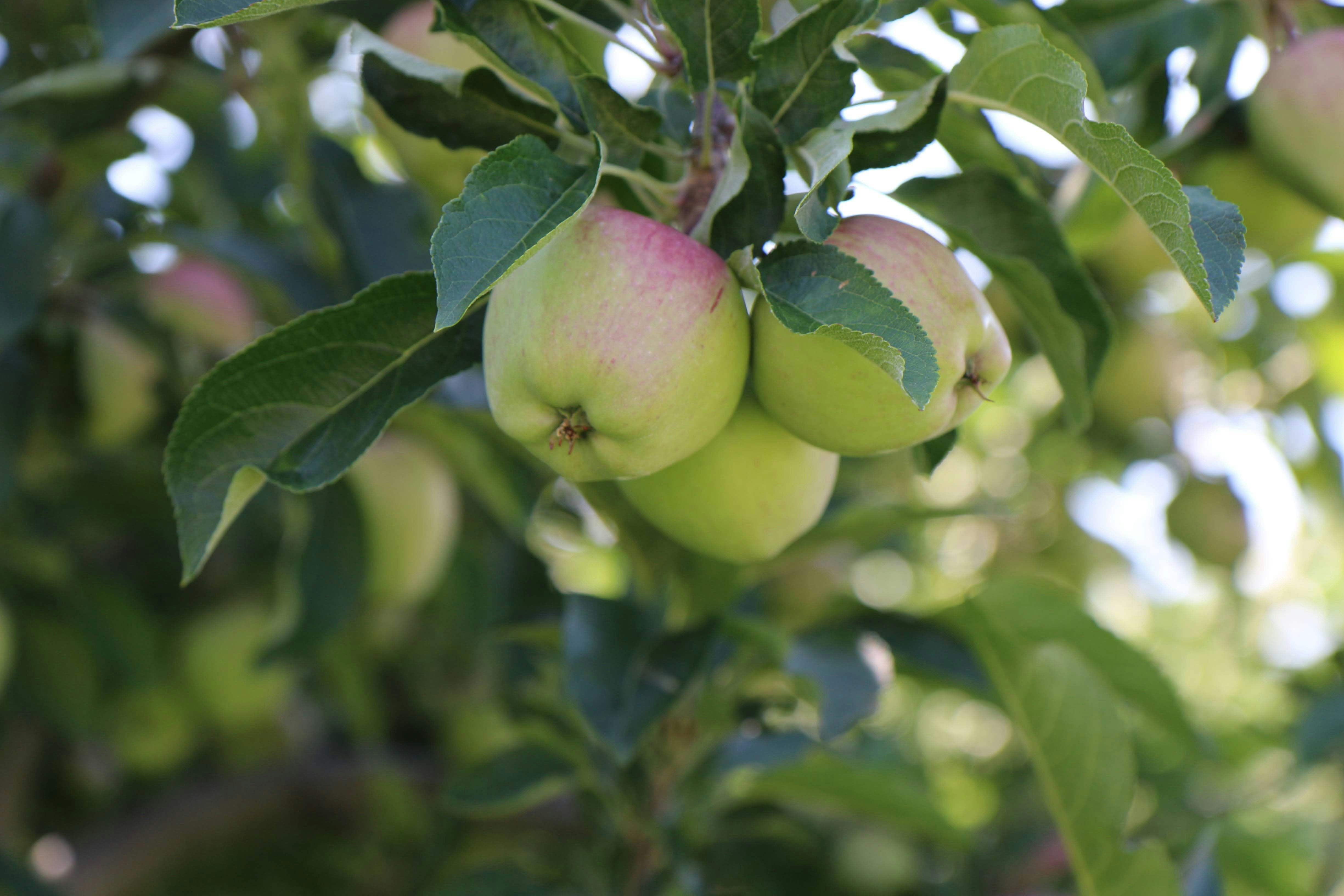 Photo by stevelieman