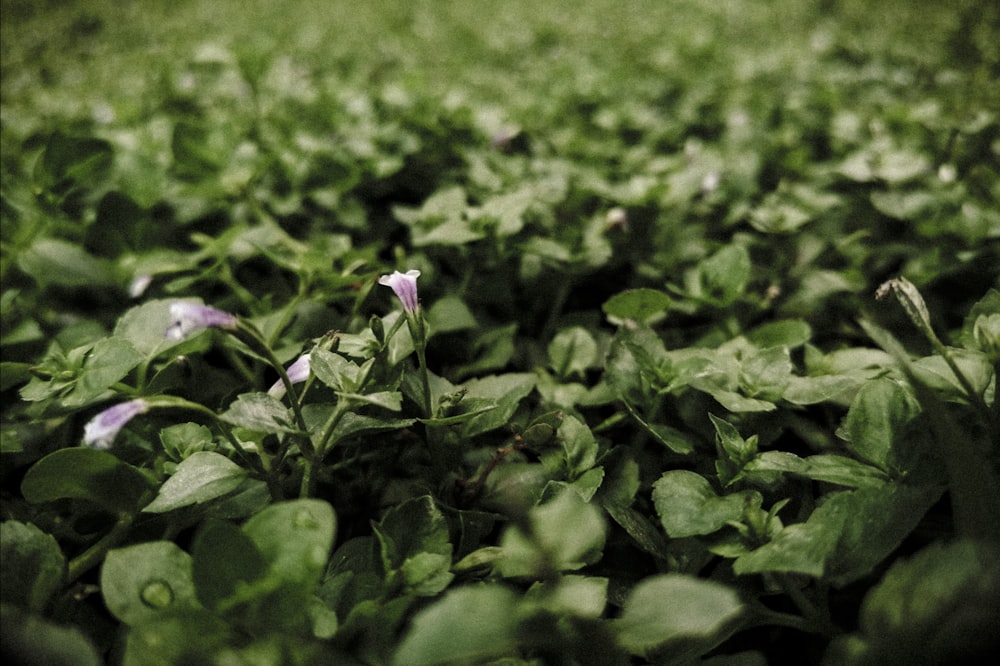 purple flower in tilt shift lens