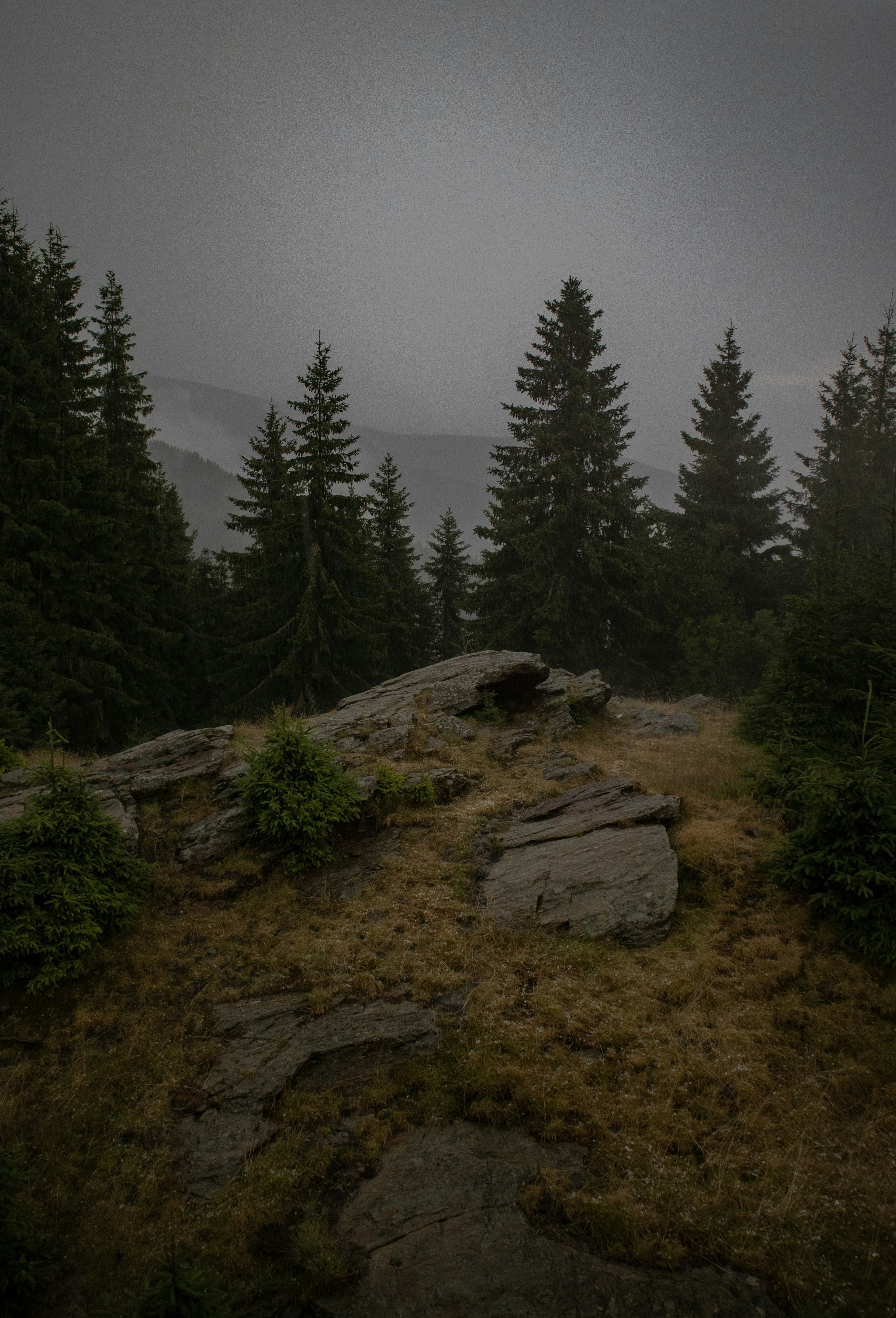 Pinos verdes en Brown Mountain durante el día