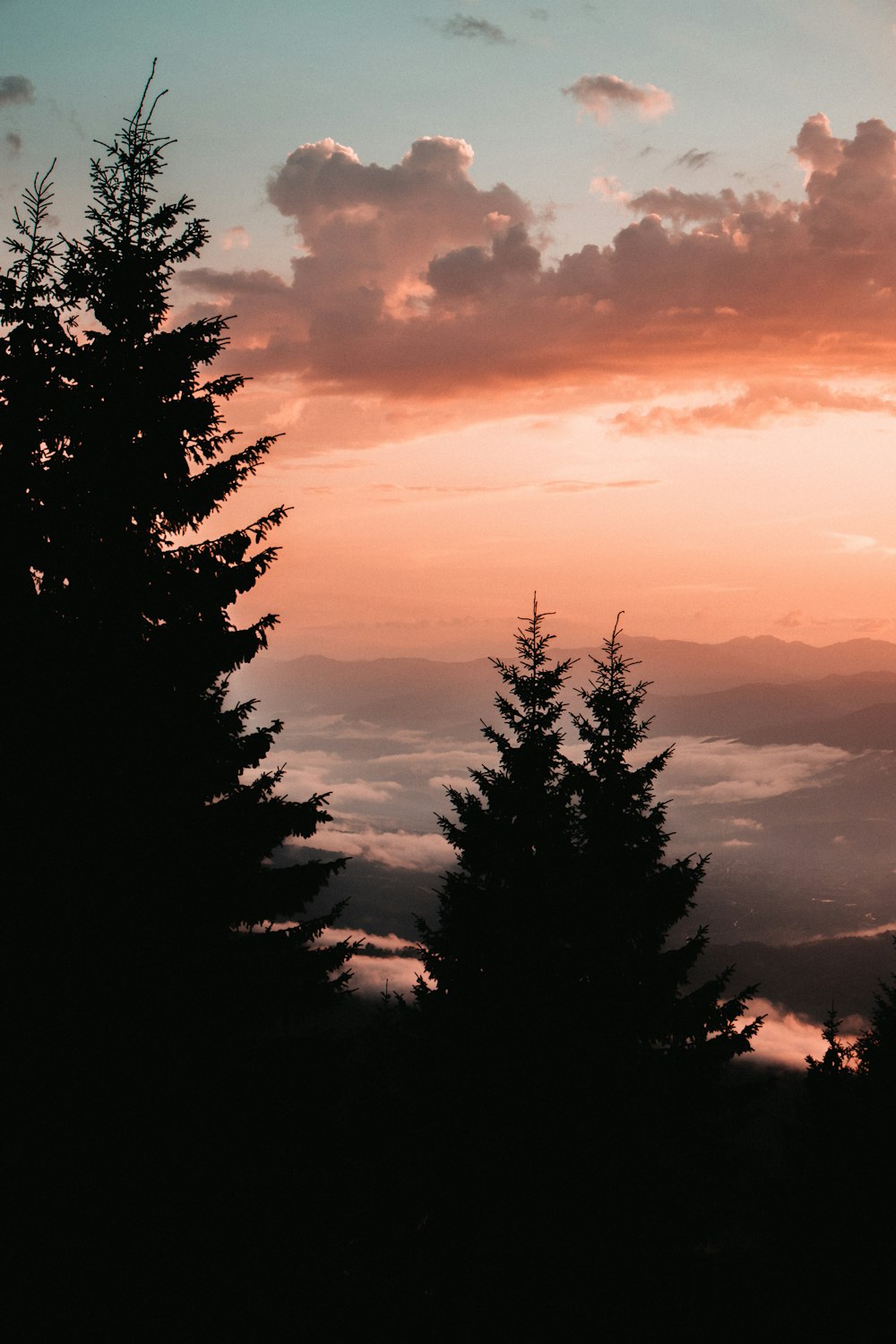 silhouette of trees during sunset