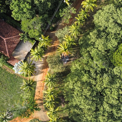 aerial view of green trees and plants