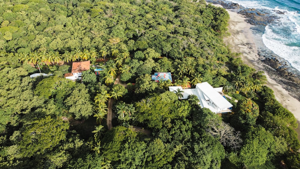 aerial view of green trees and houses during daytime