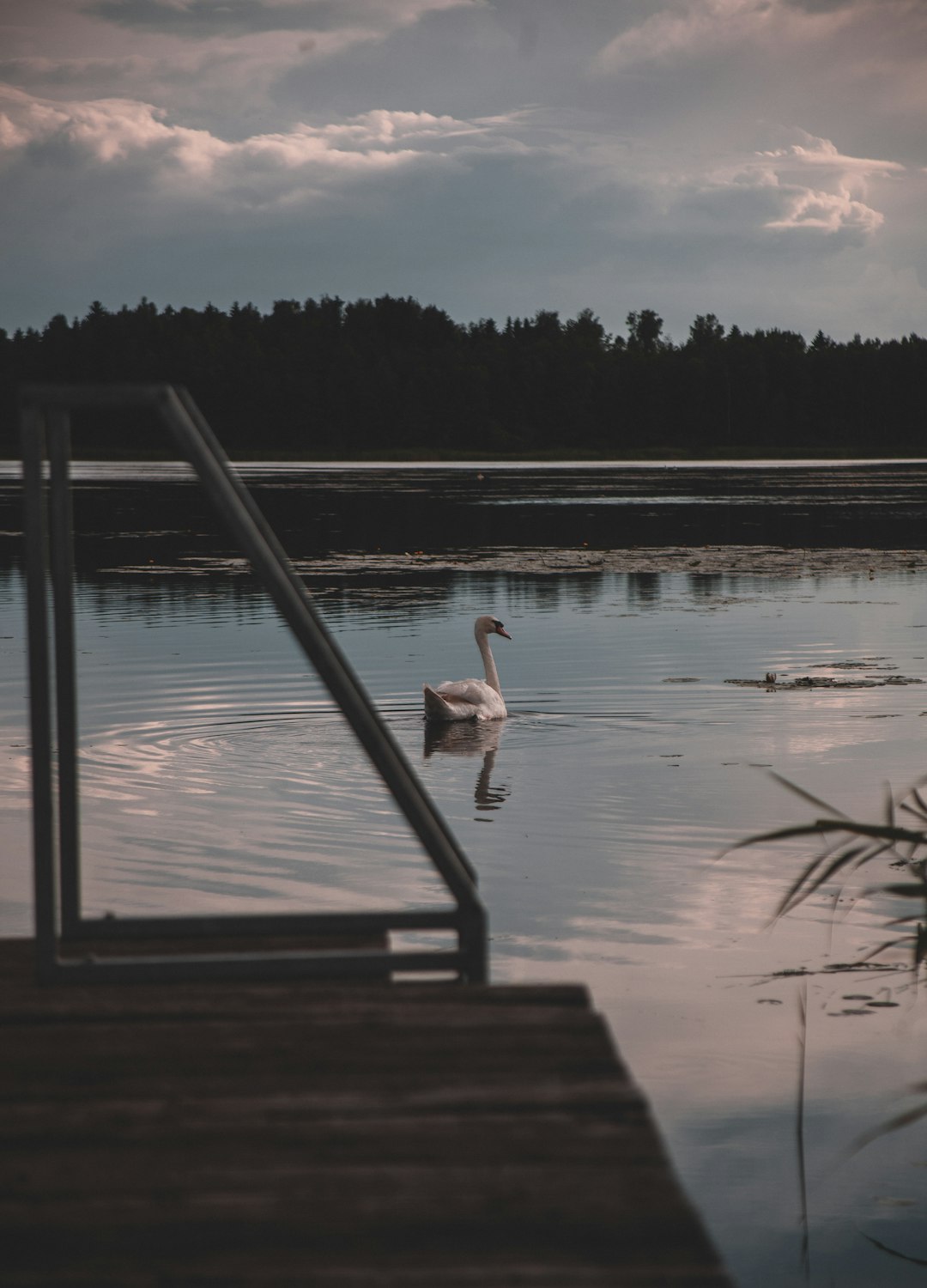 2 birds flying over the lake during daytime