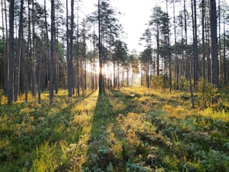 green grass and trees during daytime