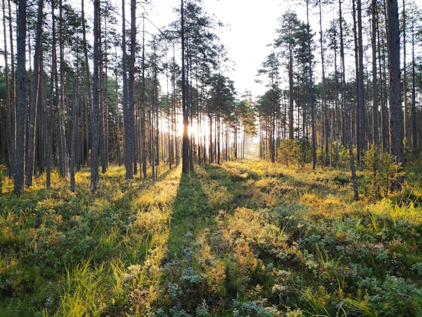 green grass and trees during daytime