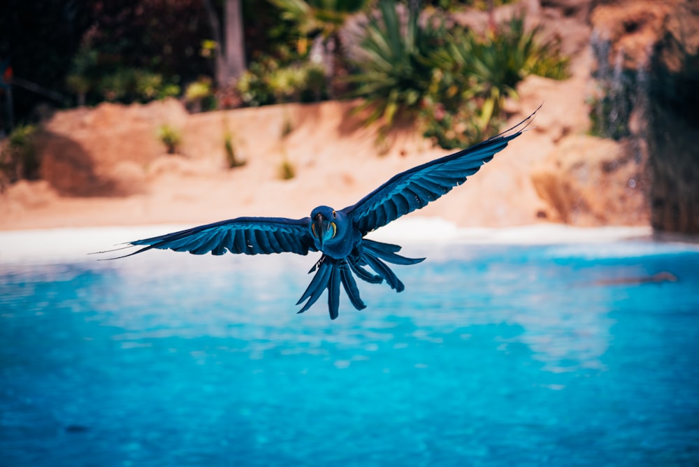 black bird flying over the water during daytime