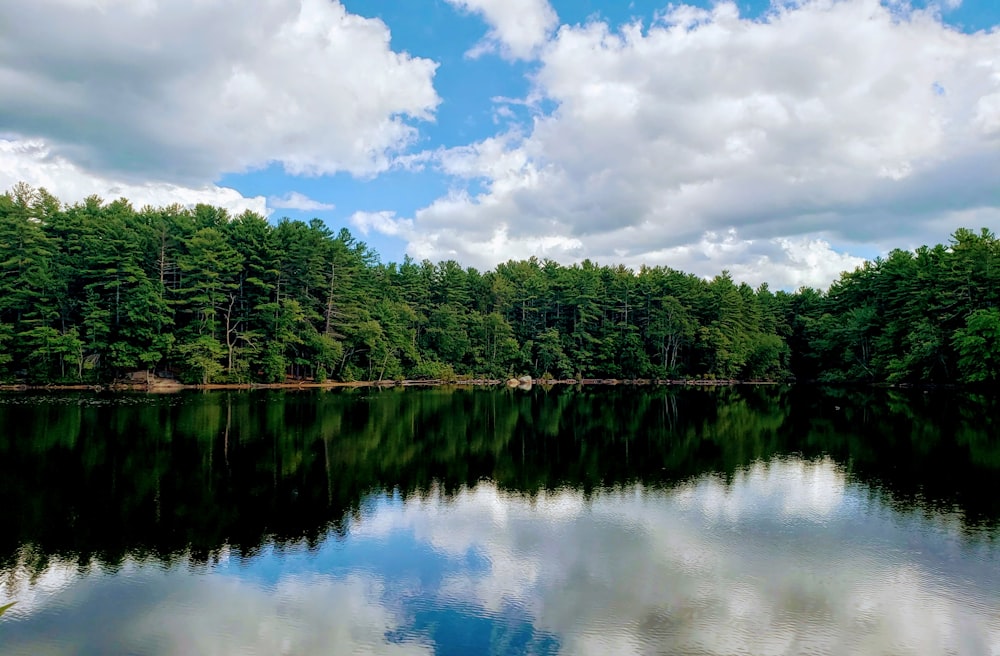 green trees beside lake under white clouds and blue sky during daytime