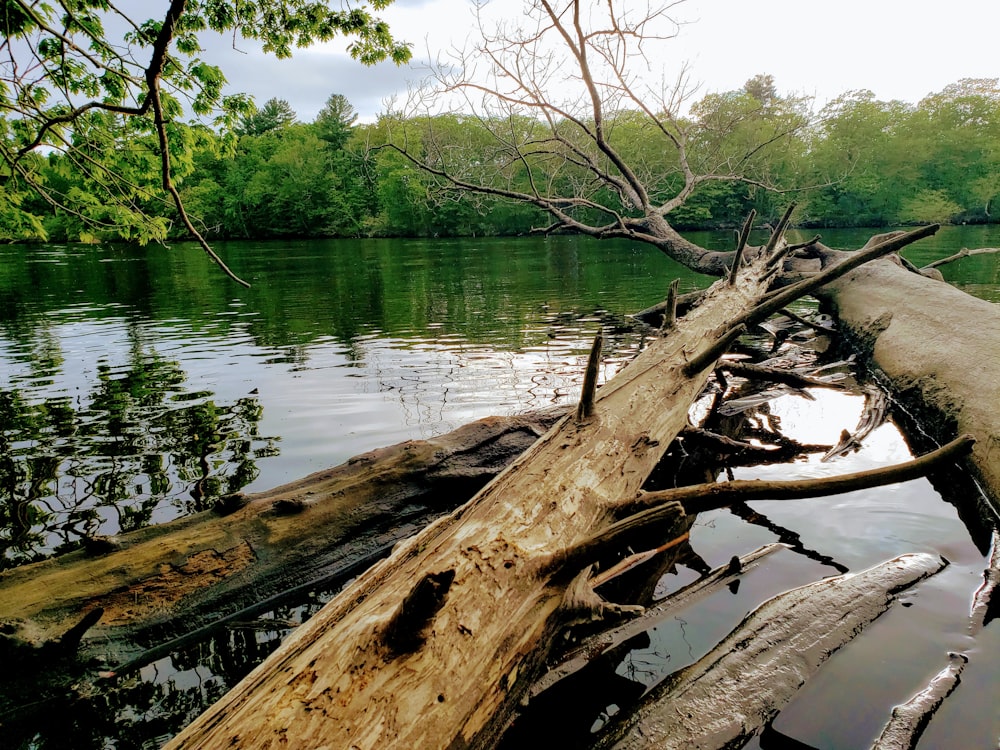 brown tree log on lake