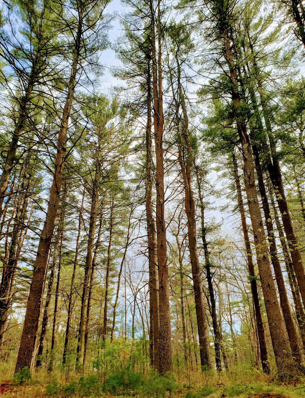 brown trees under blue sky during daytime