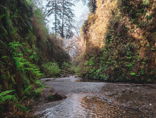 river between green trees during daytime